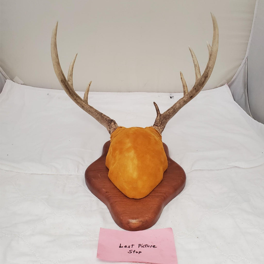 Wooden Whitetail Deer Antlers Rack Wall Mounted