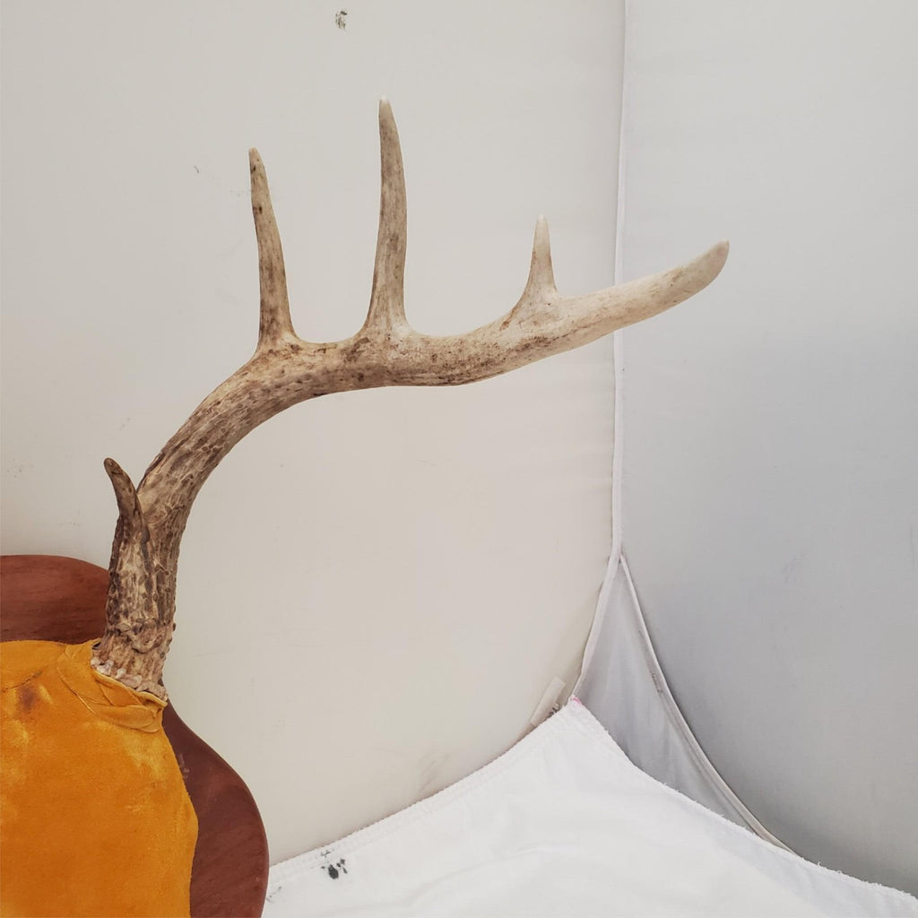 Wooden Whitetail Deer Antlers Rack Wall Mounted