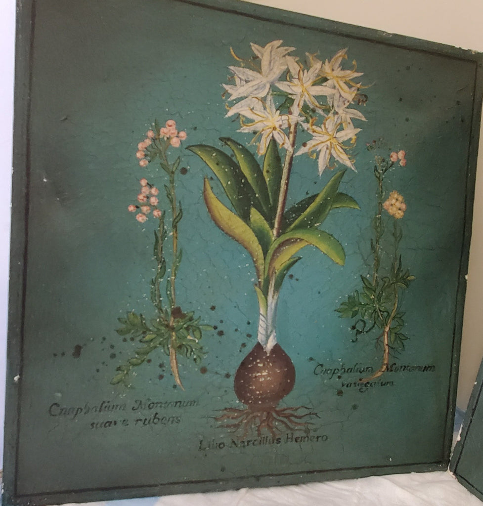 Two Palma Christi Ornithogalum Pannonicum Painting Home Decor