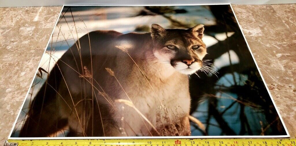 Original Photo Art Snow Mountain Lion #924 by Paul Jones 1978