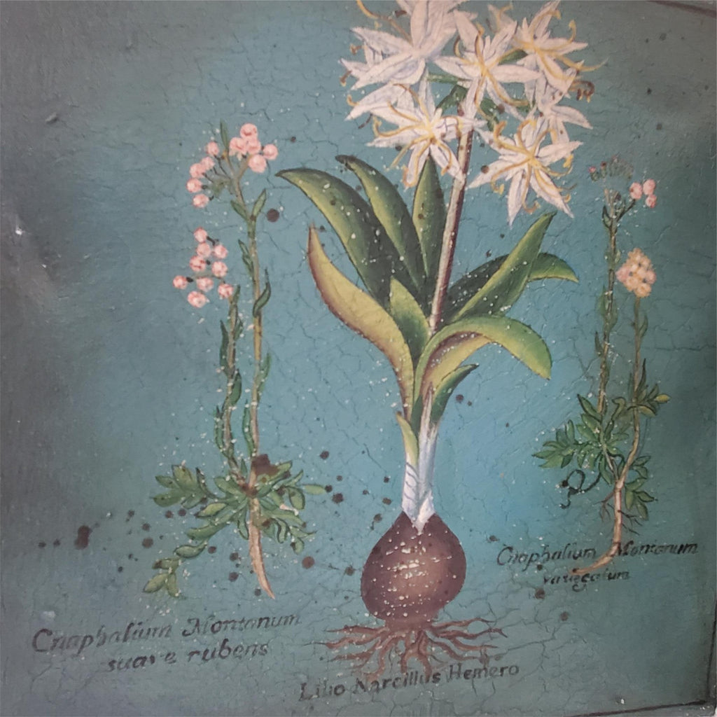 Two Palma Christi Ornithogalum Pannonicum Painting Home Decor