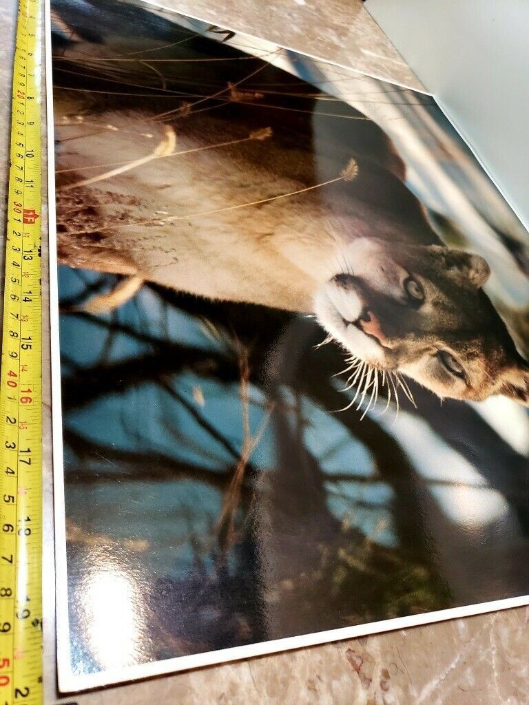 Original Photo Art Snow Mountain Lion #924 by Paul Jones 1978