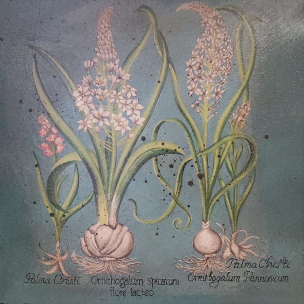 Two Palma Christi Ornithogalum Pannonicum Painting Home Decor