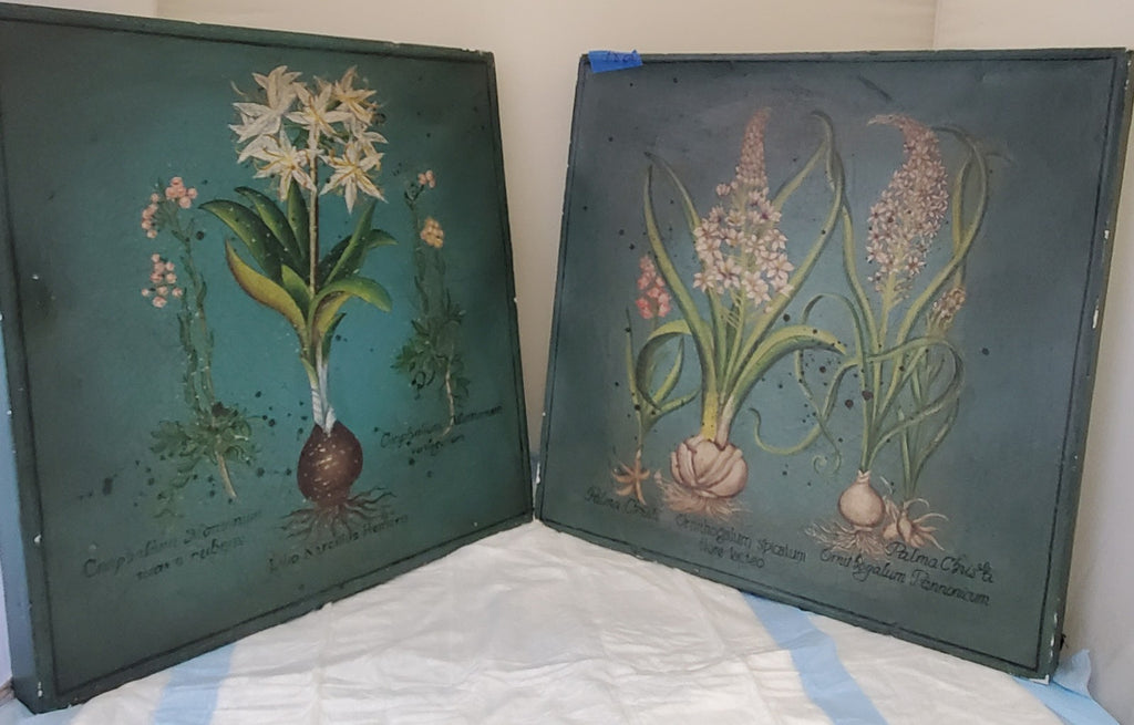 Two Palma Christi Ornithogalum Pannonicum Painting Home Decor