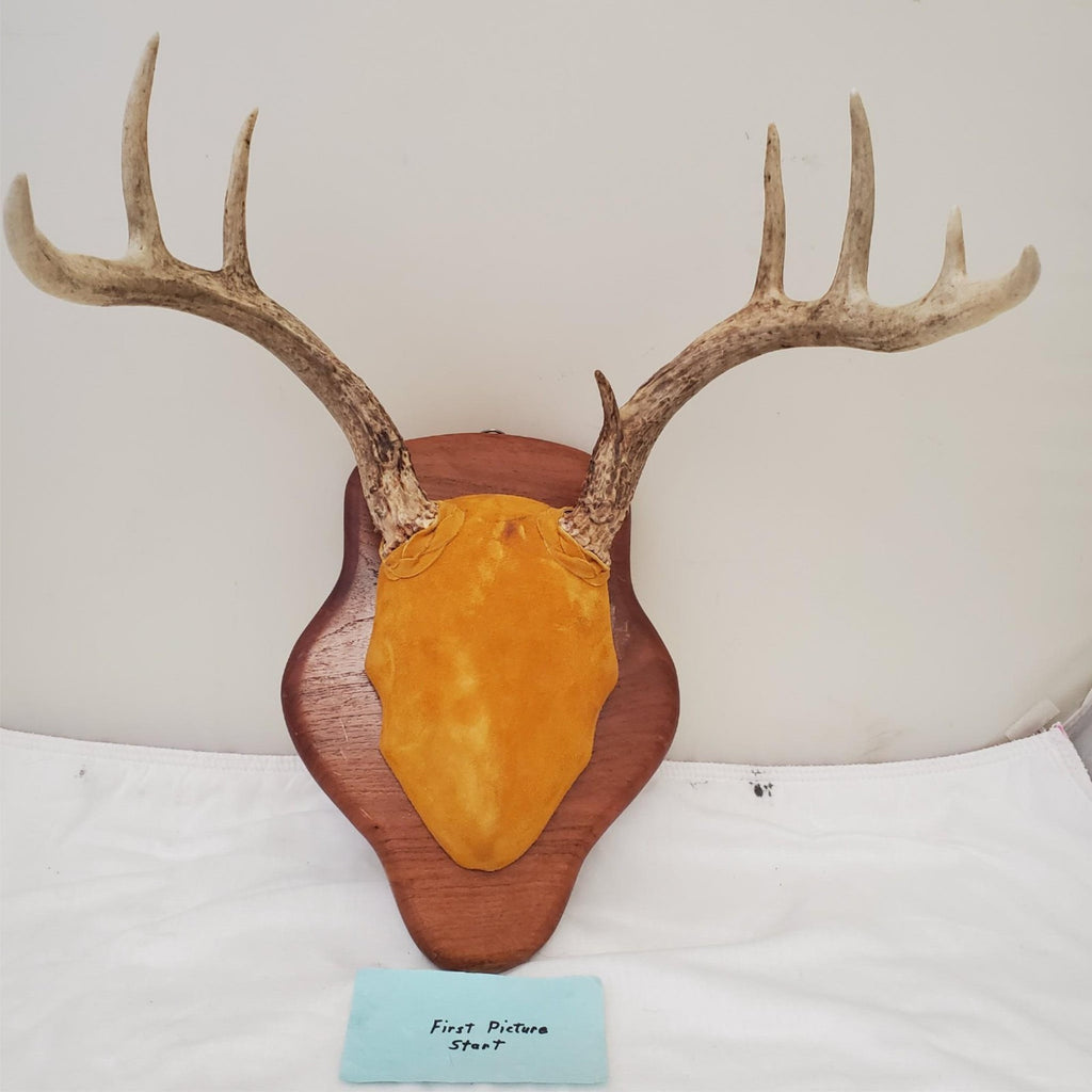 Wooden Whitetail Deer Antlers Rack Wall Mounted