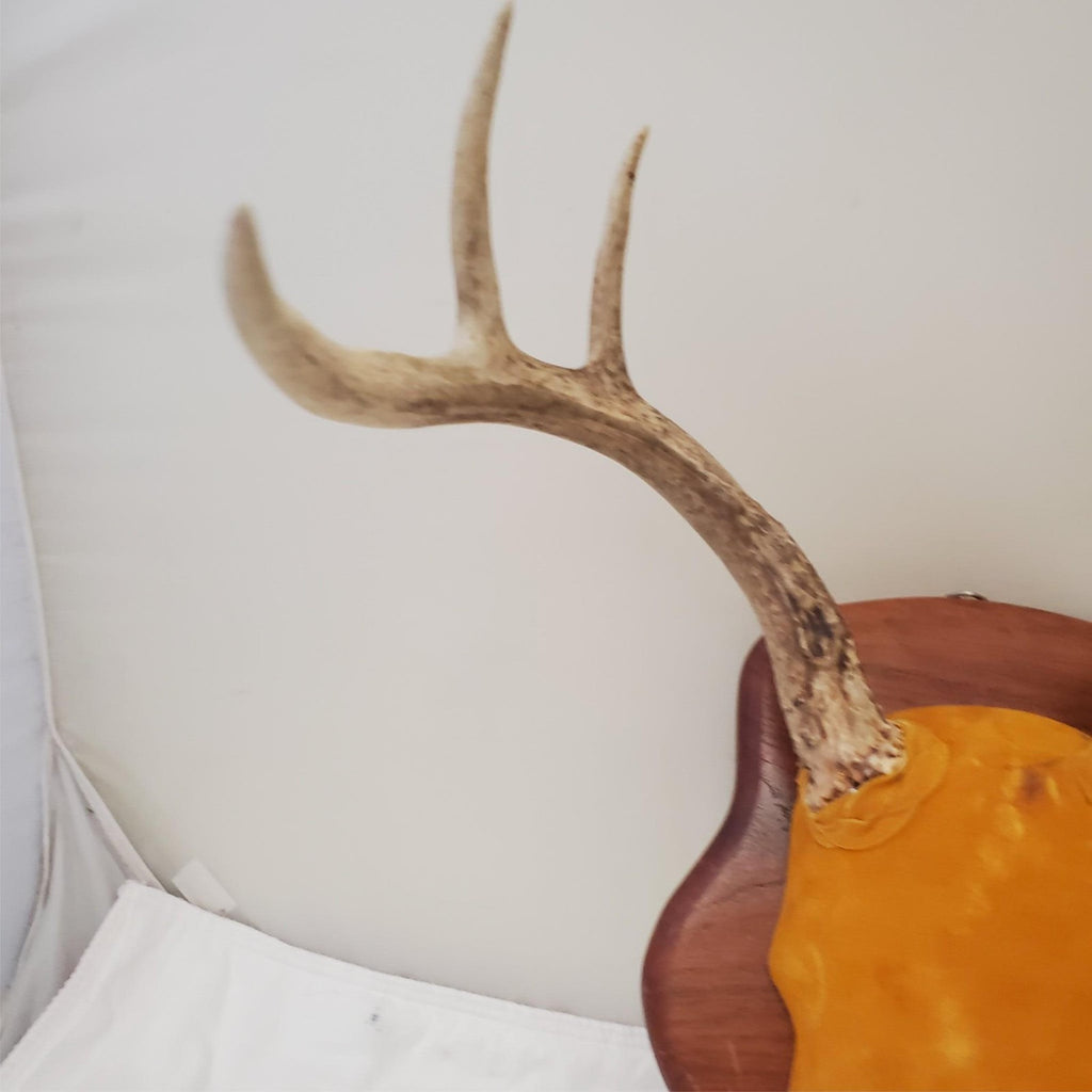 Wooden Whitetail Deer Antlers Rack Wall Mounted