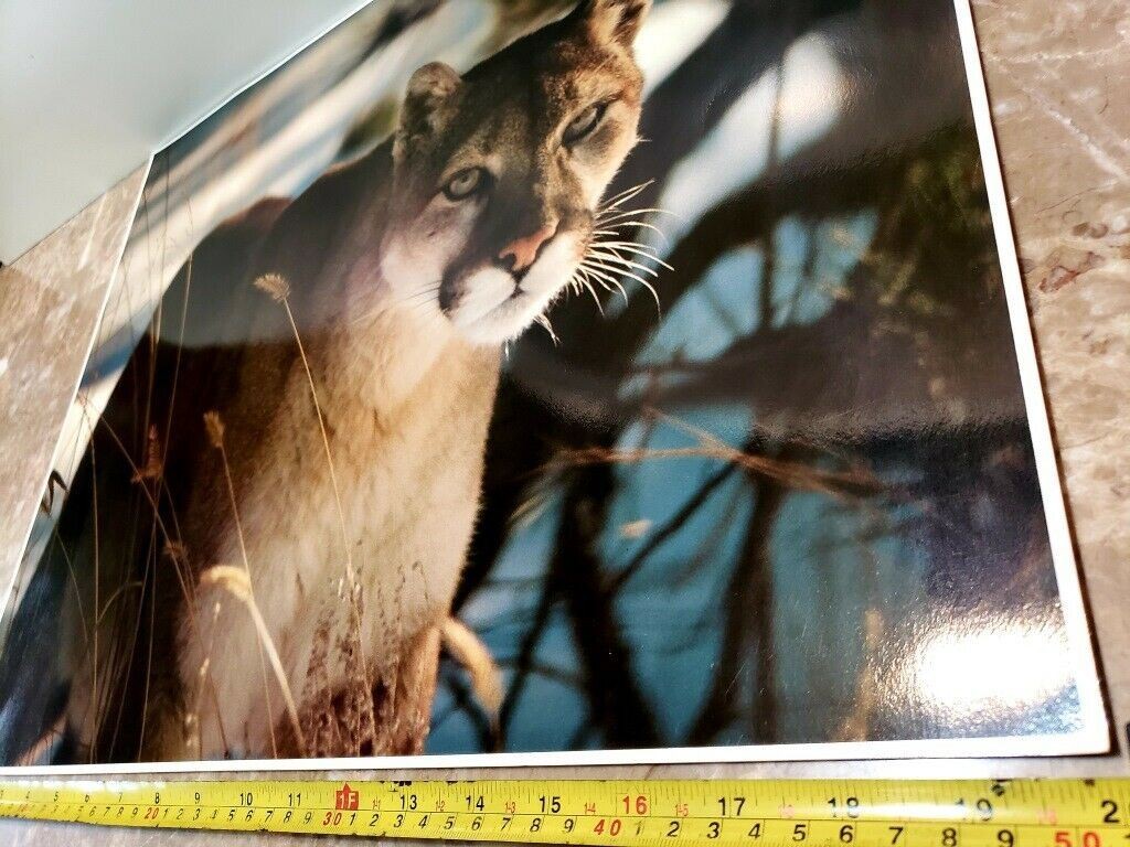 Original Photo Art Snow Mountain Lion #924 by Paul Jones 1978