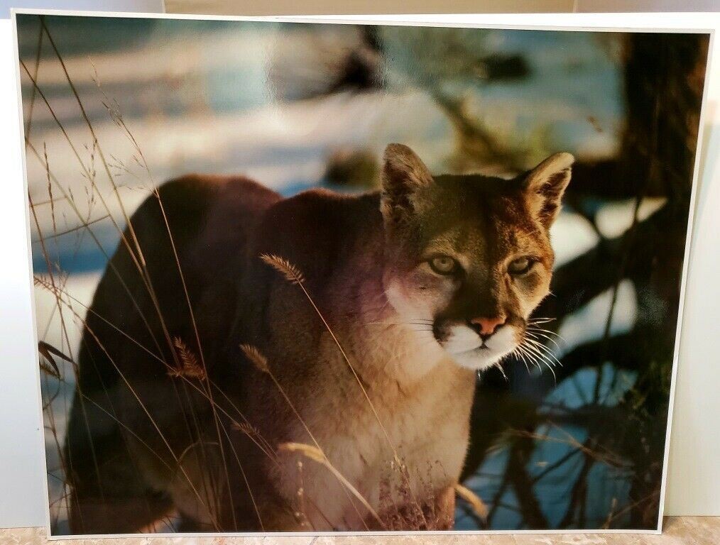 Original Photo Art Snow Mountain Lion #924 by Paul Jones 1978