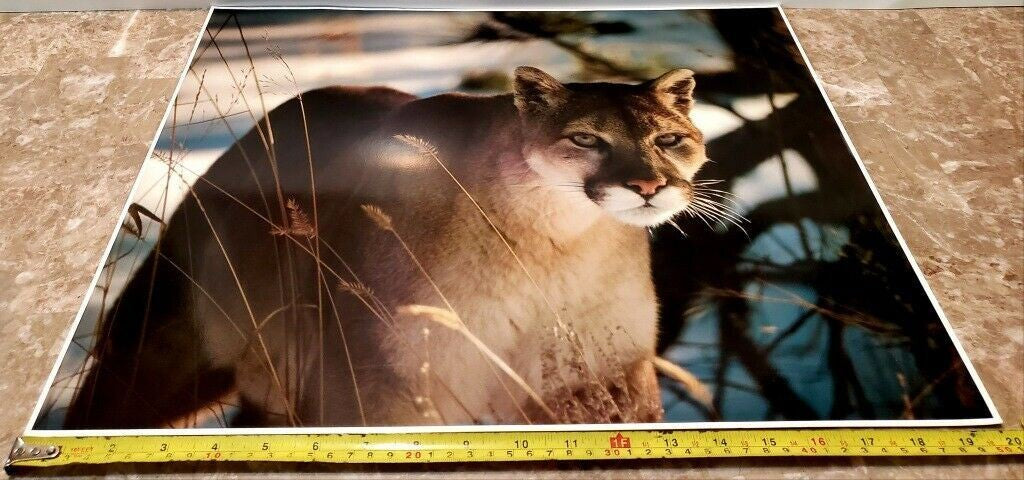 Original Photo Art Snow Mountain Lion #924 by Paul Jones 1978
