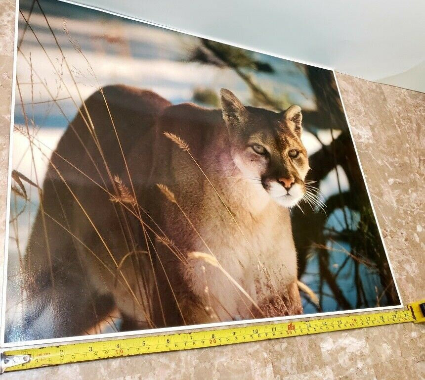 Original Photo Art Snow Mountain Lion #924 by Paul Jones 1978