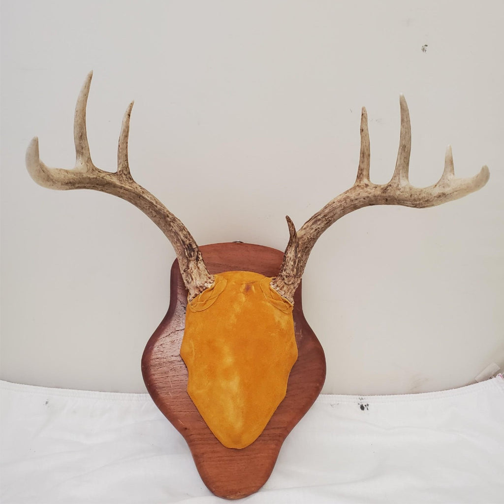 Wooden Whitetail Deer Antlers Rack Wall Mounted